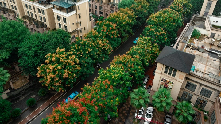 雨中栾树