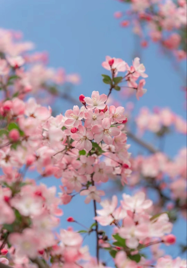 春分时节