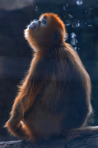 一只金猴坐在树枝上抬头看