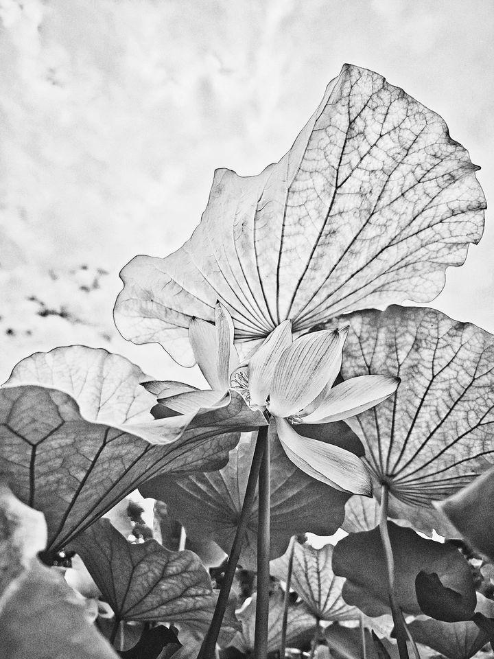 “荷”以为夏