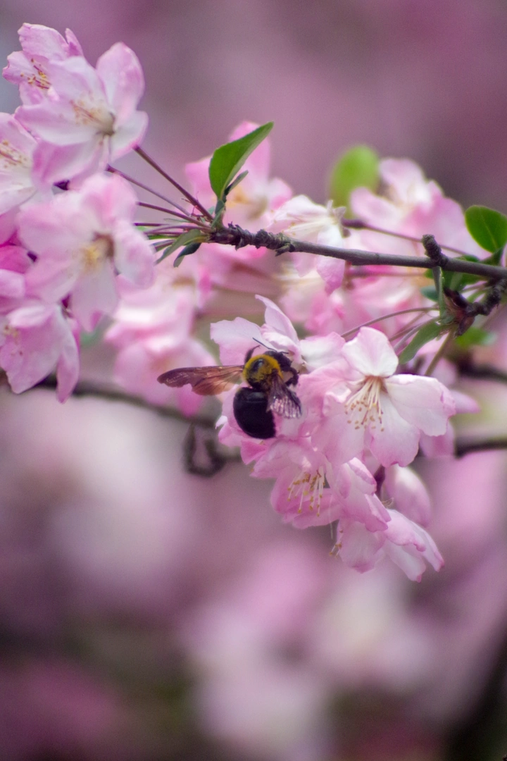 🌸
