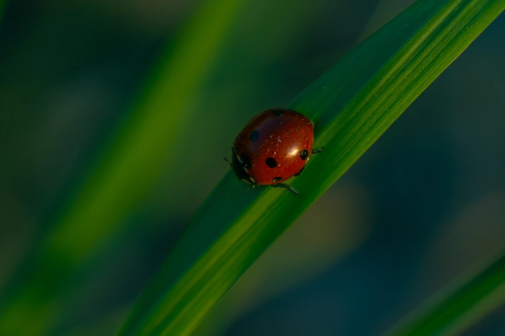 七星瓢虫