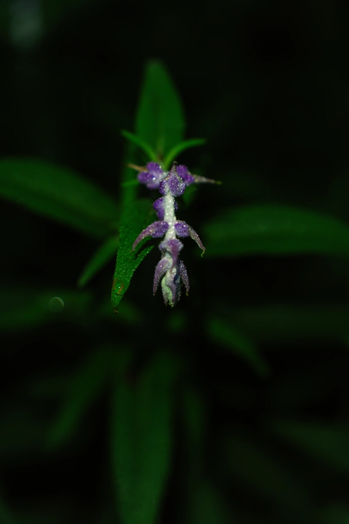公园里的植物