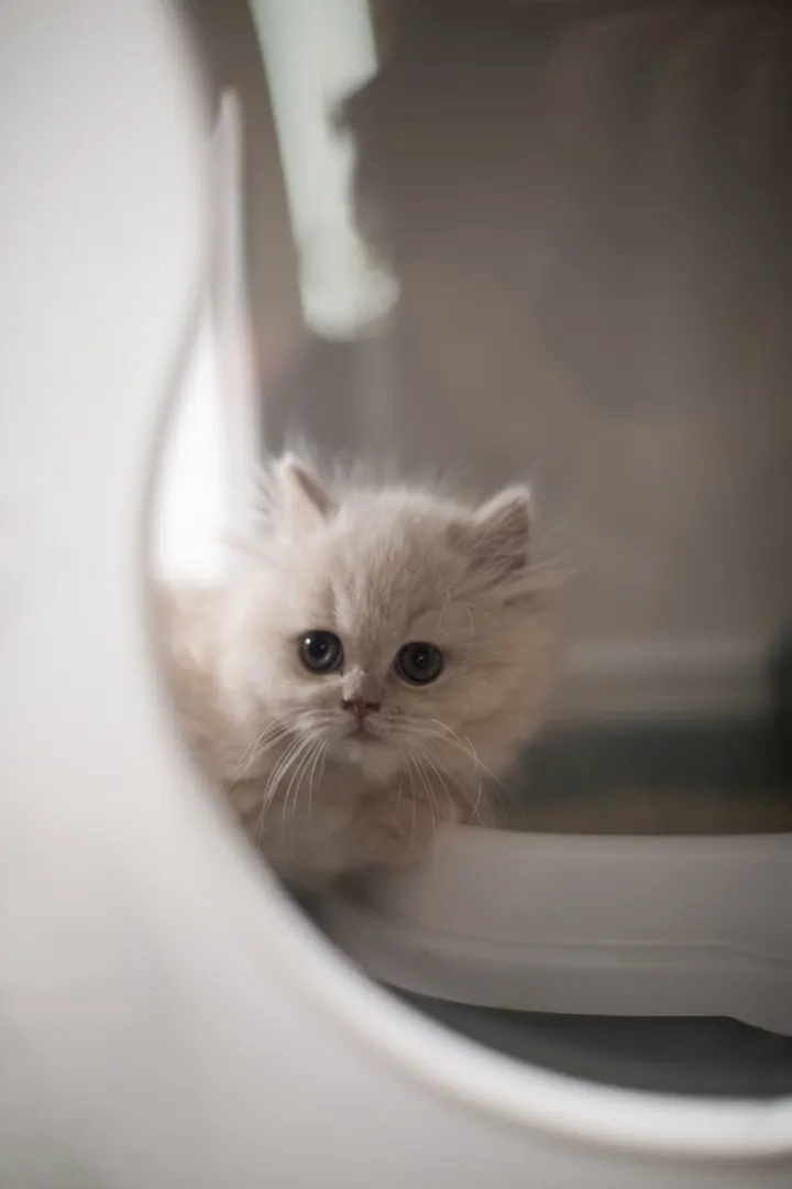 可爱猫咪