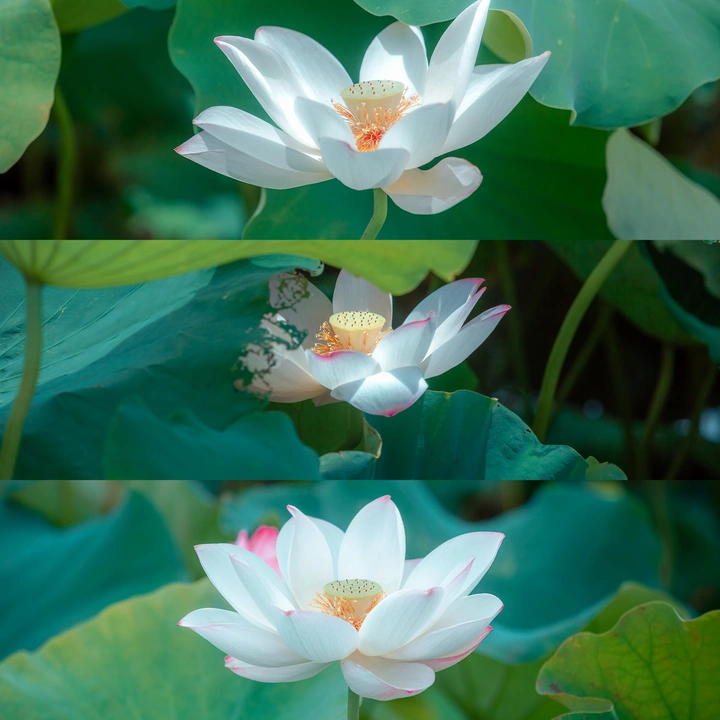 荷花