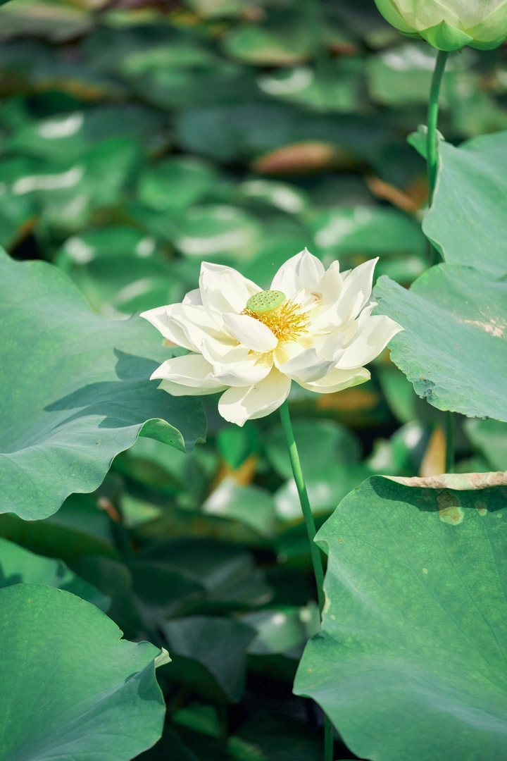 河北农业大学 | 白莲花