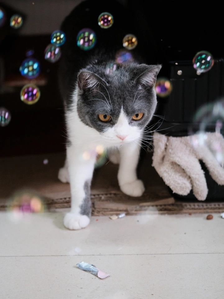玩泡泡的猫