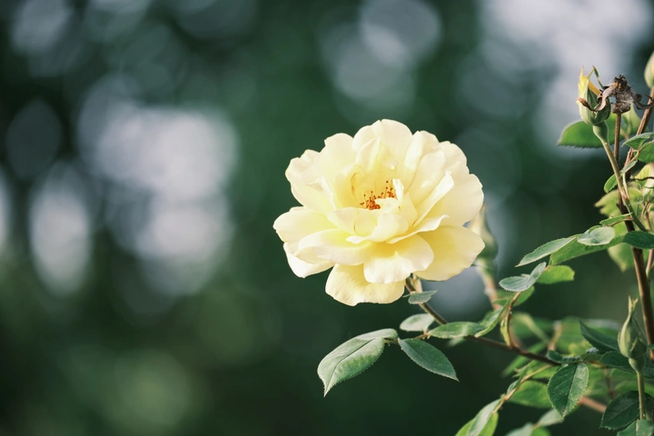 蔷薇花开