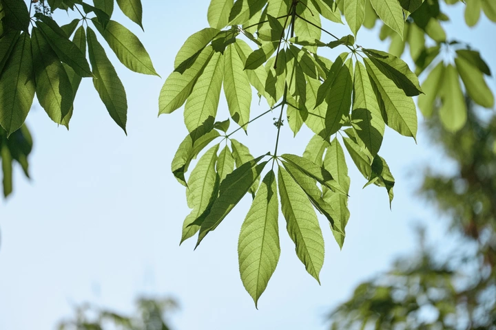 夏日绿意