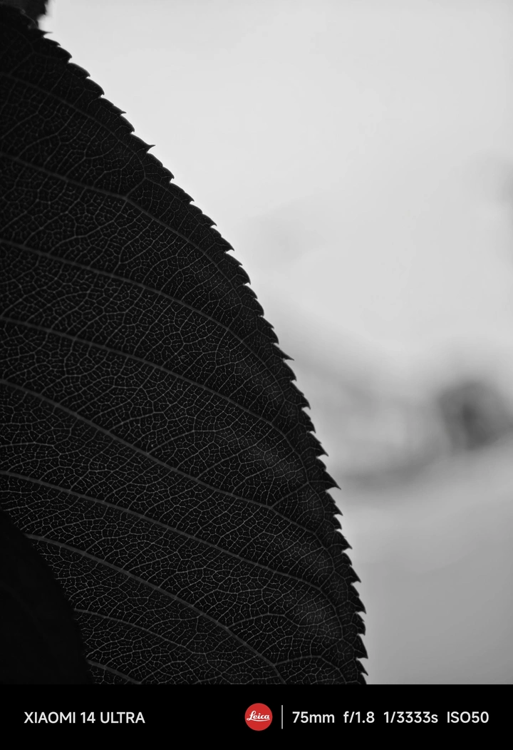 锯齿