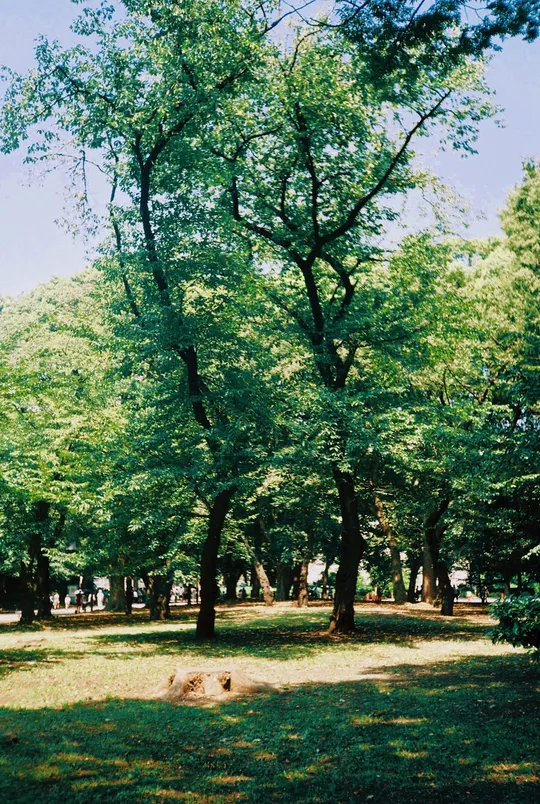 一片绿色的草地和树木