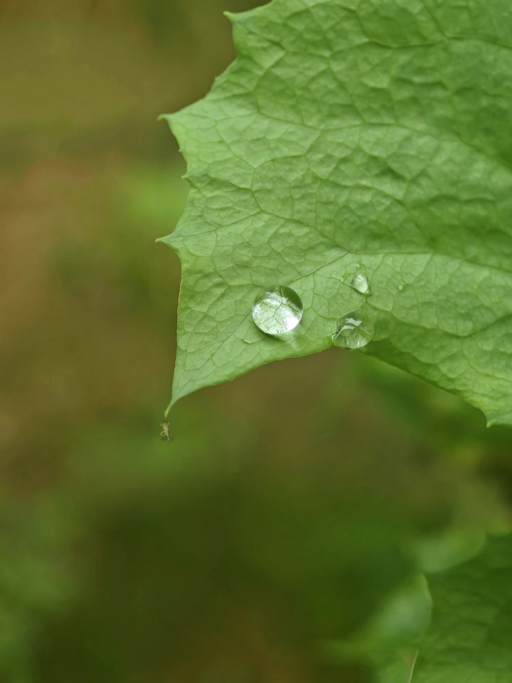 灵动水珠