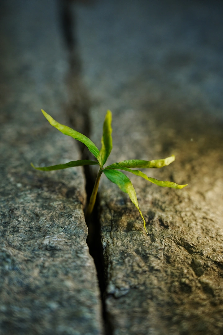 逆境中绽放：石缝小草的生存之道