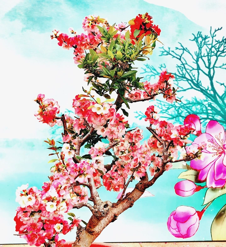 盆景：海棠