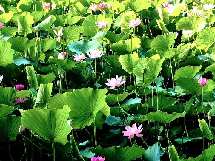 荷花淀