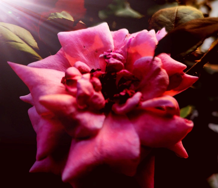 玫瑰花