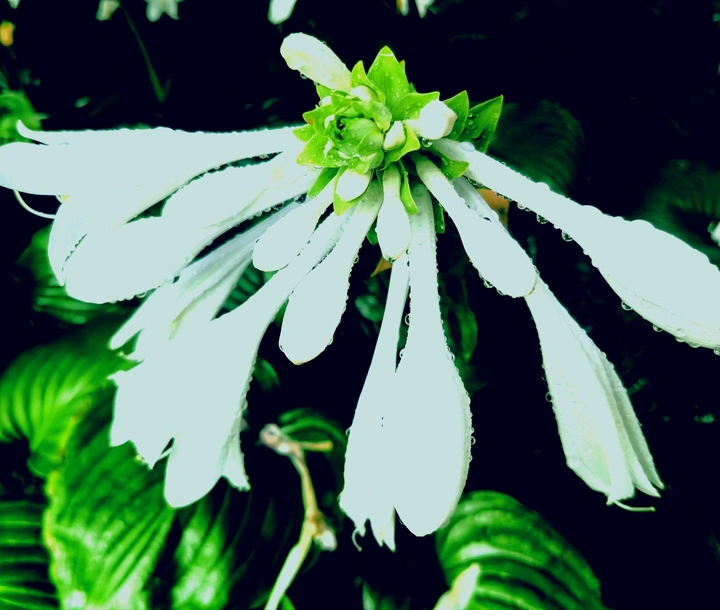 花卉