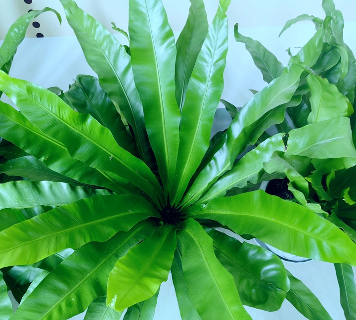 绿植
