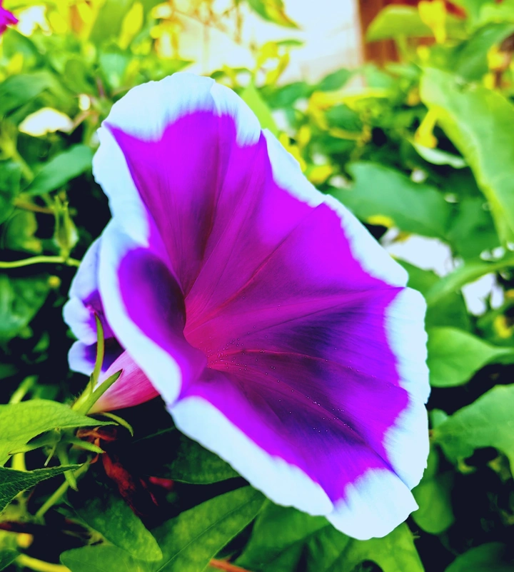 牵牛花