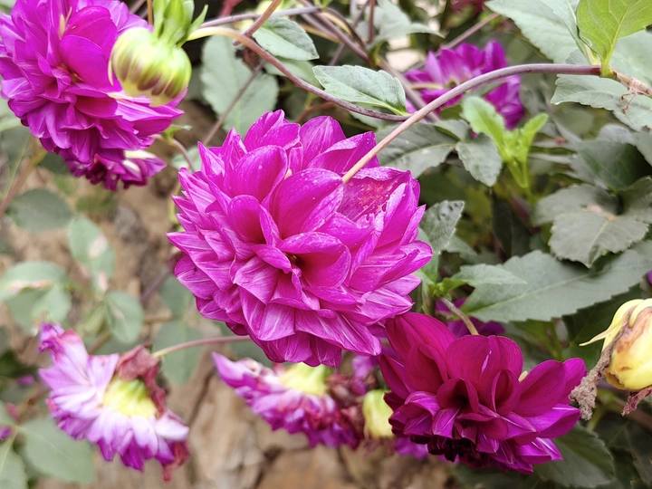 花卉