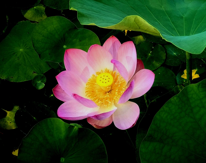 荷花