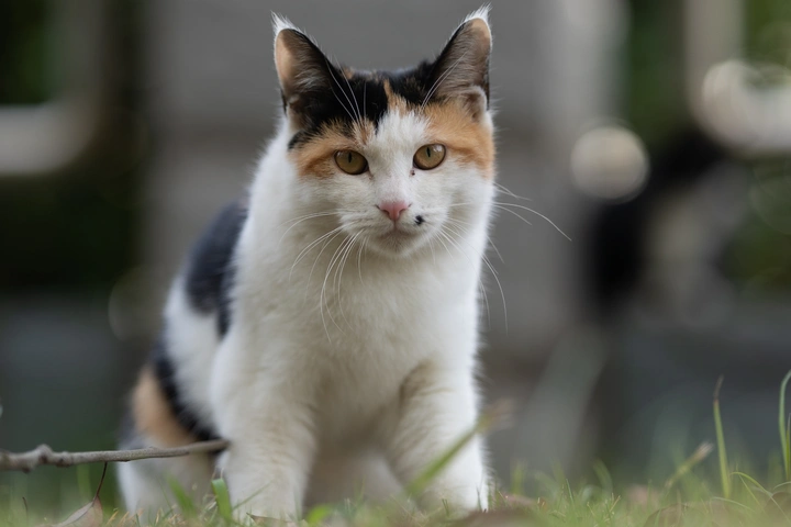 三花妹妹