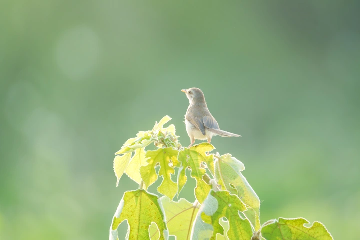 眺望远方的小鸟