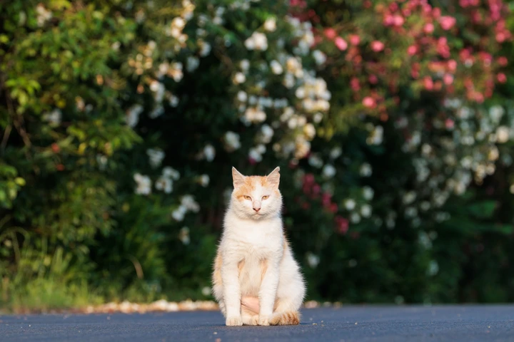 夹竹桃树下的猫猫