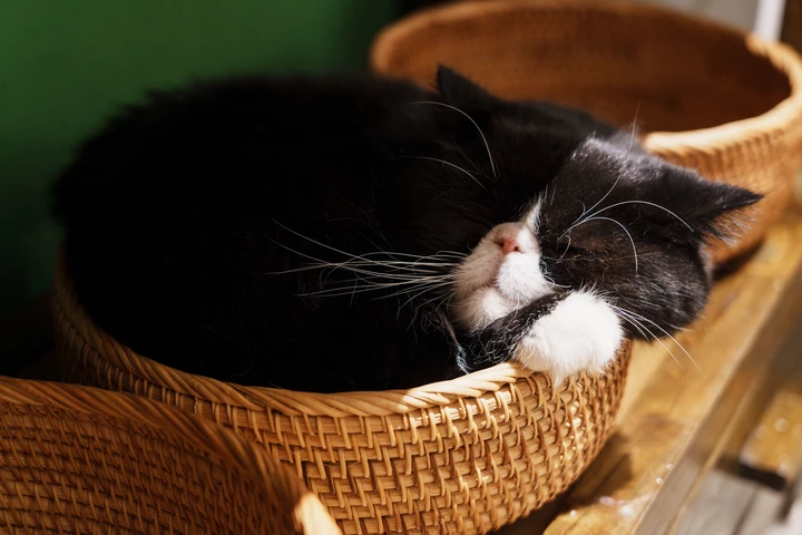 一筐猫猫