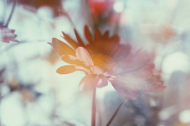 花色