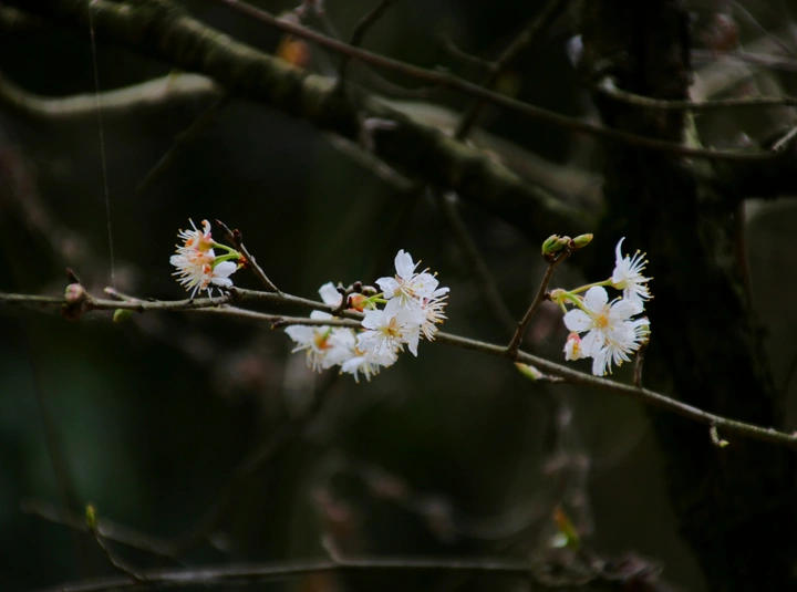 李花