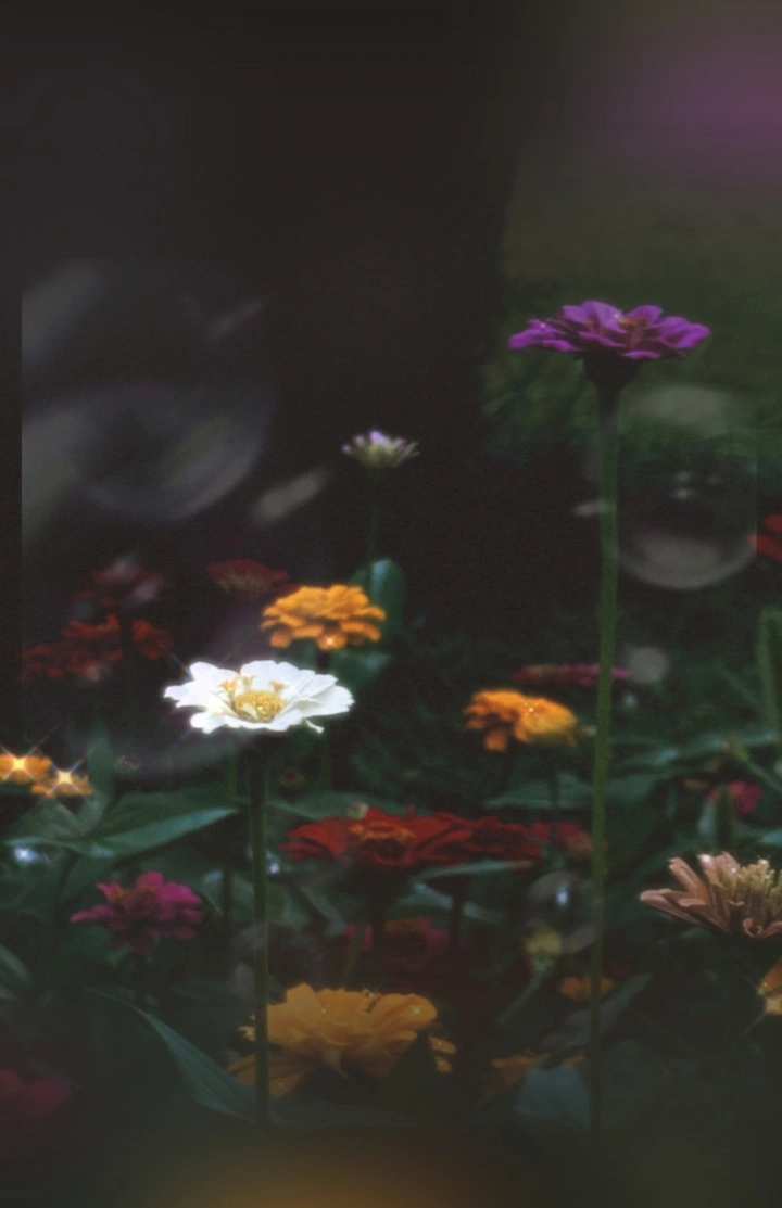 嘘，花在呼吸