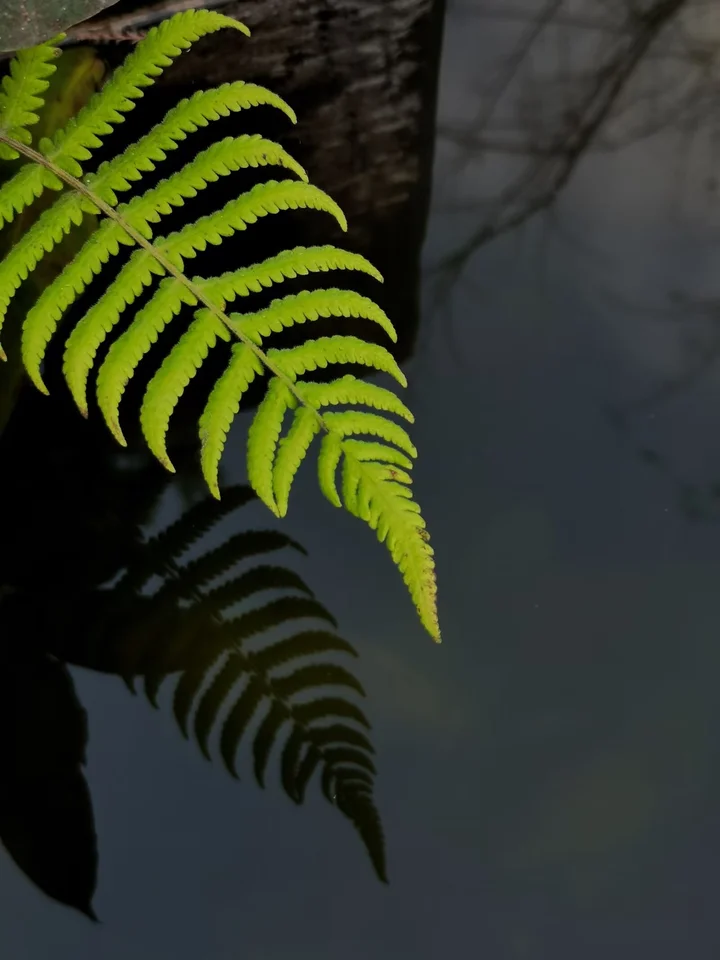 小草