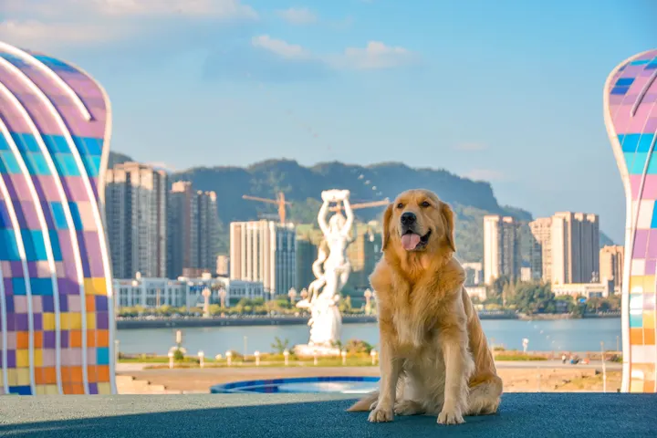 可爱金毛