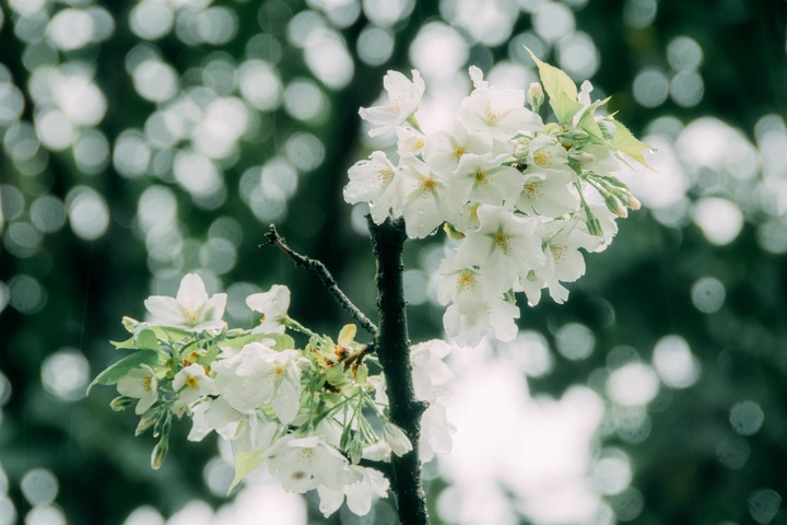雨打花瓣