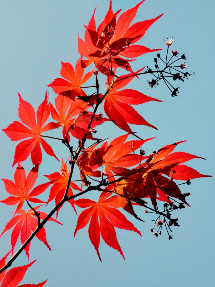红枫