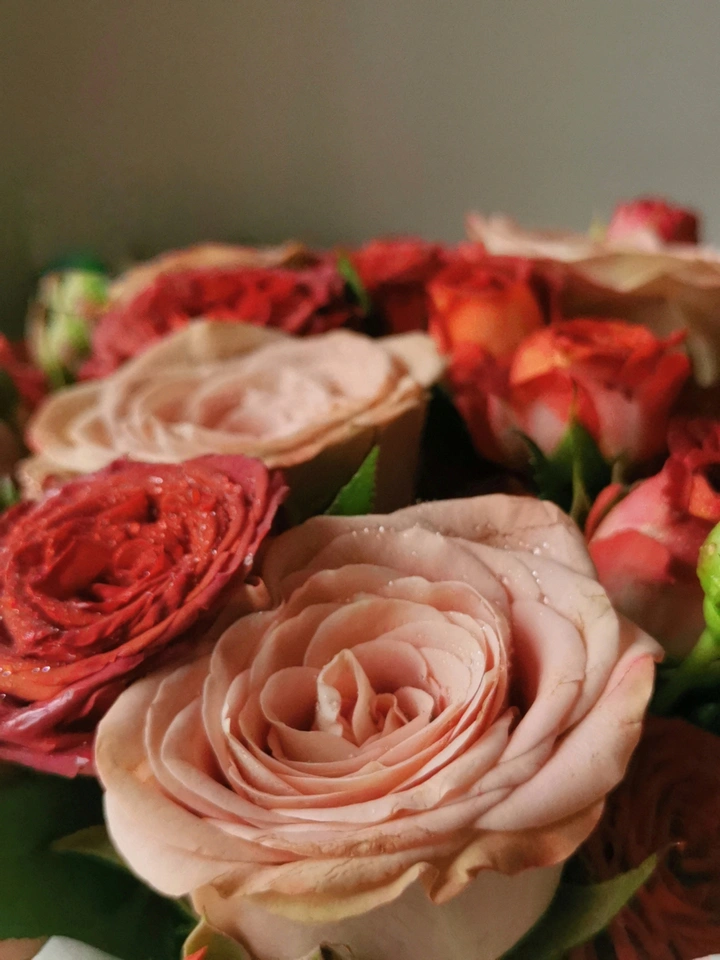 玫瑰花