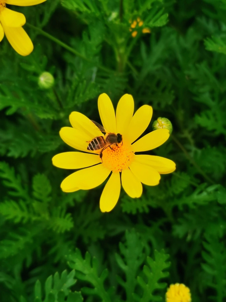 蜂舞黄菊