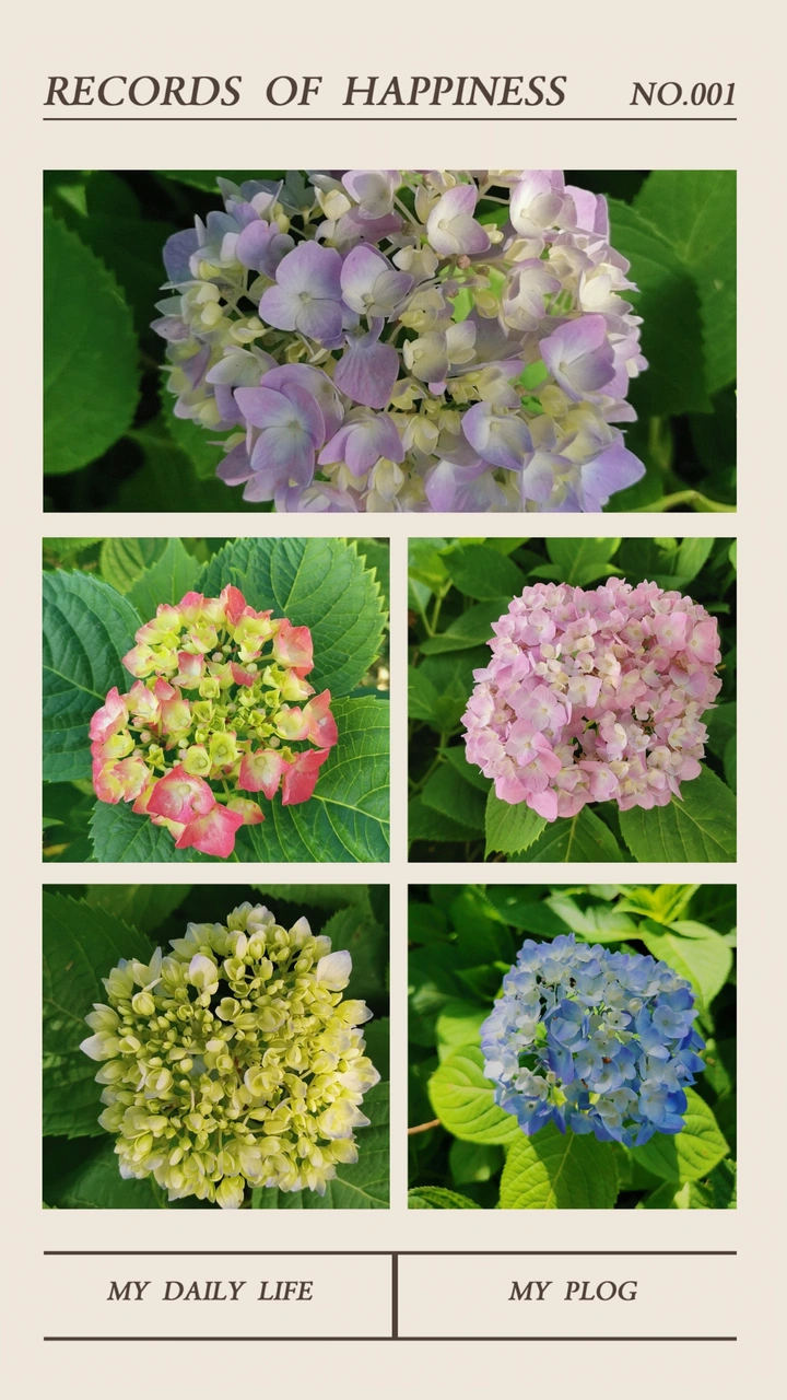 五颜六色绣球花