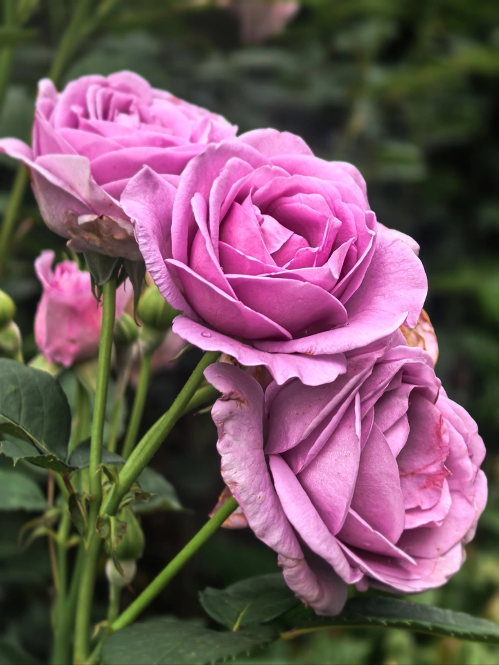 粉色月季花