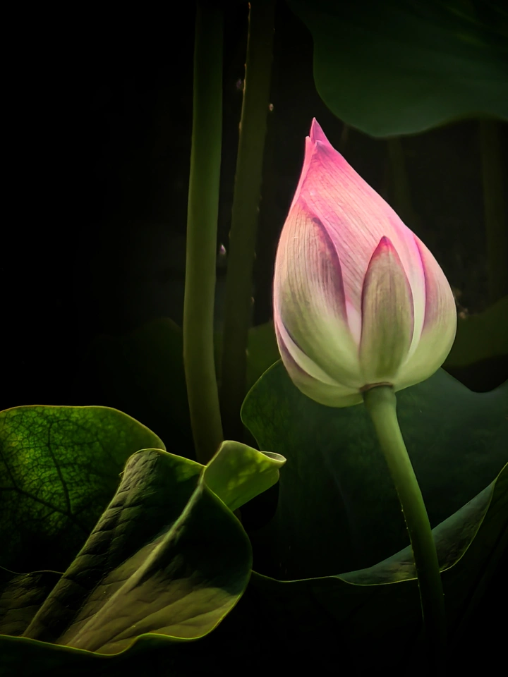 清水出芙蓉