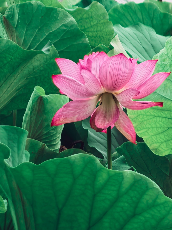 清水出芙蓉