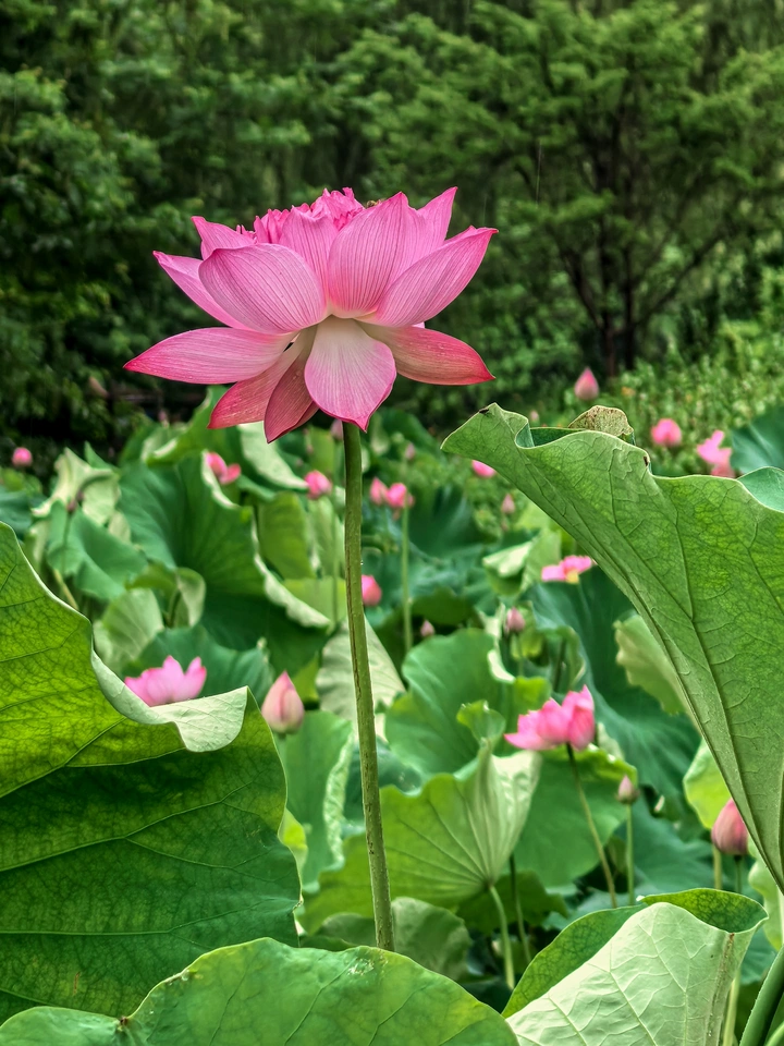 亭亭玉立