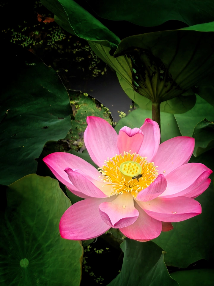 蜂花恋