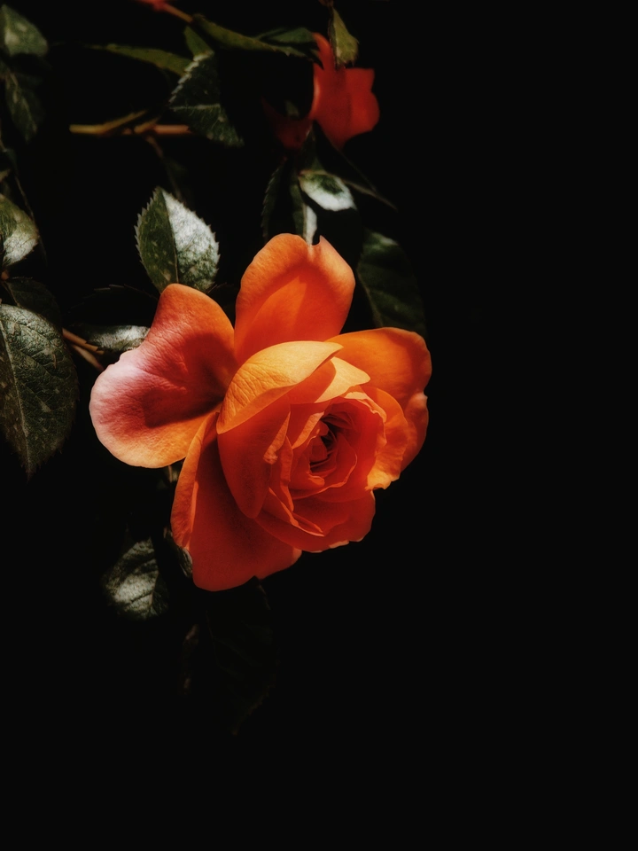 行摄春花