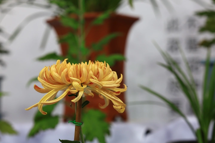 岭北精品菊花展