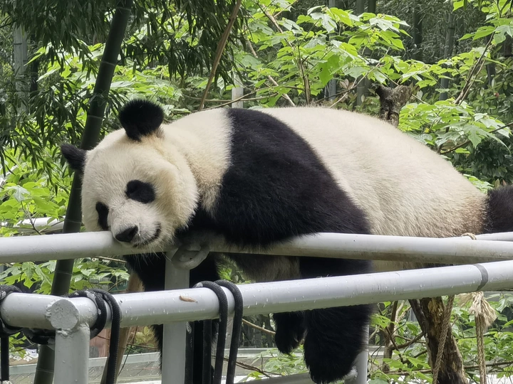 大熊猫华丽