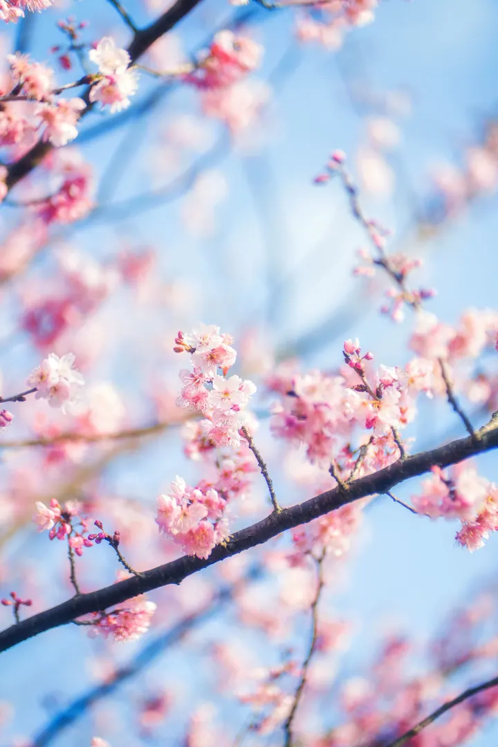 厦门樱花特写