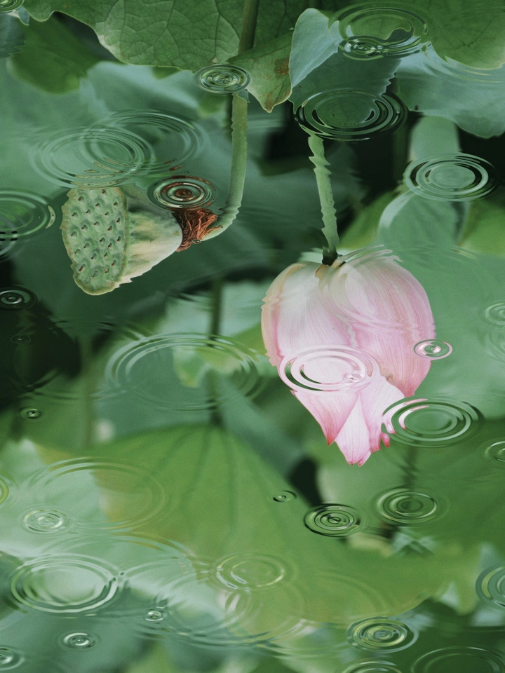 夏日荷花