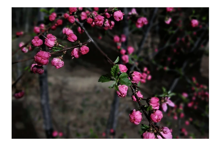桃花绯红